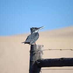 Eisvogel und Reiher nutzen das Delta um zu fischen