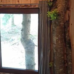 ... mit echtem Baum innen...