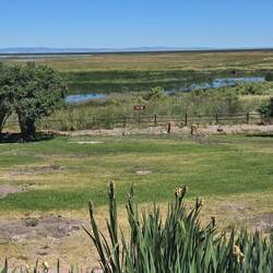 Less water and more grass in the pond now.