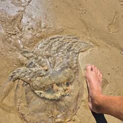 Riesige Quallen am Strand
