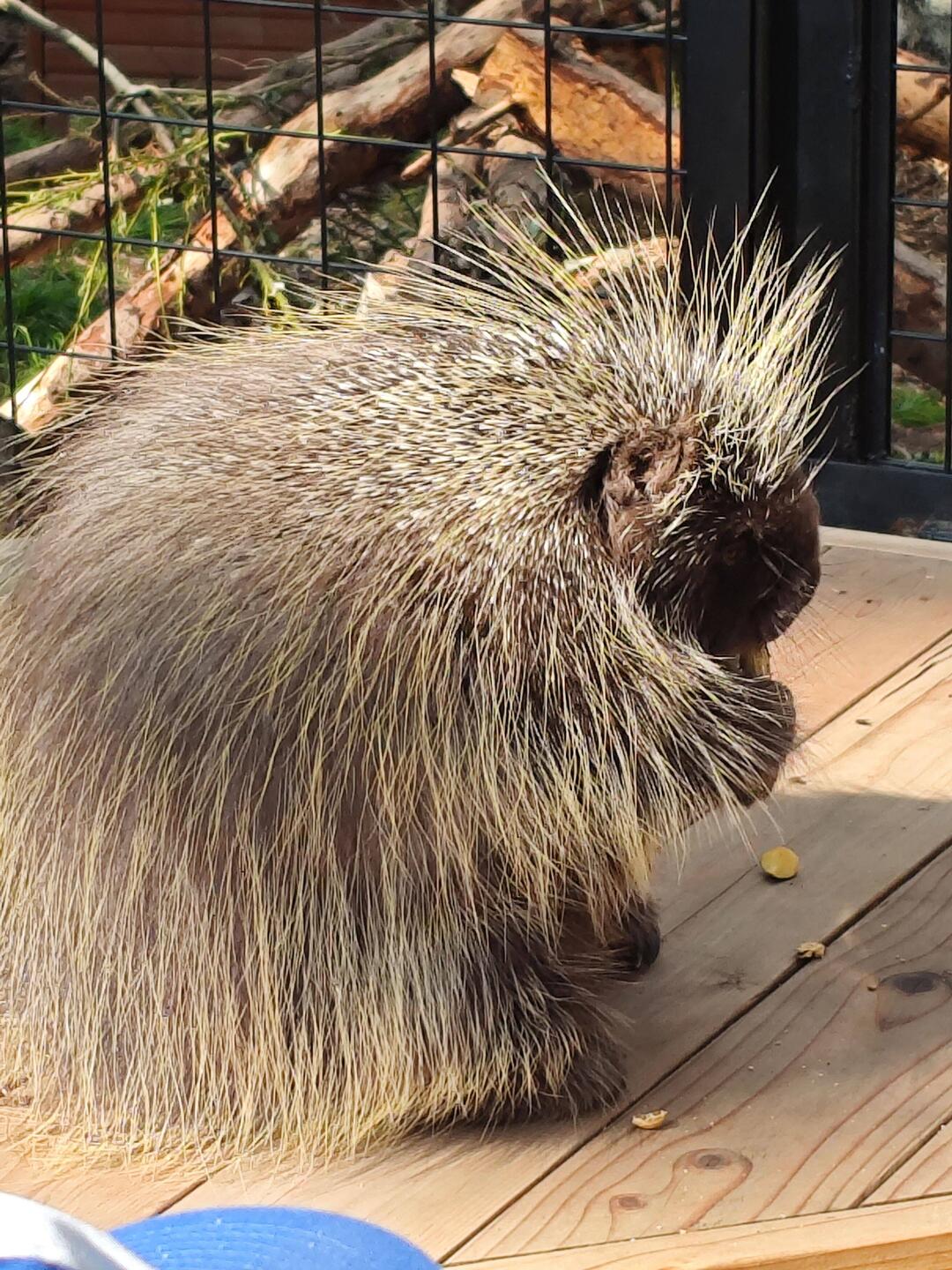 Porcupine - ein Stachelschwein
