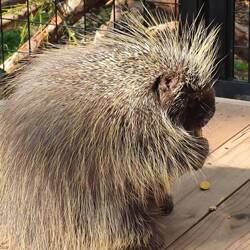 Porcupine - ein Stachelschwein