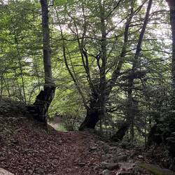 The fir trees gave way to a beech forest on the lower slopes