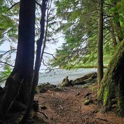 After-rain walk through forest with views of sea