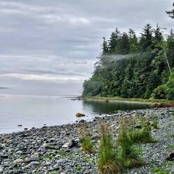 Wisps of fog in trees and hugging the sea