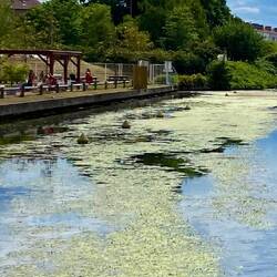 Wasserpflanzen über und unter Wasser, wickeln sich um die Schraube