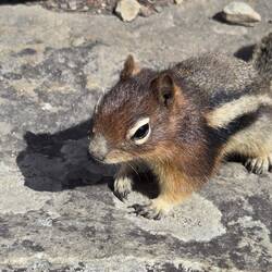 Golden-mantled Ground Squirrel (Goldmantel Ziesel)