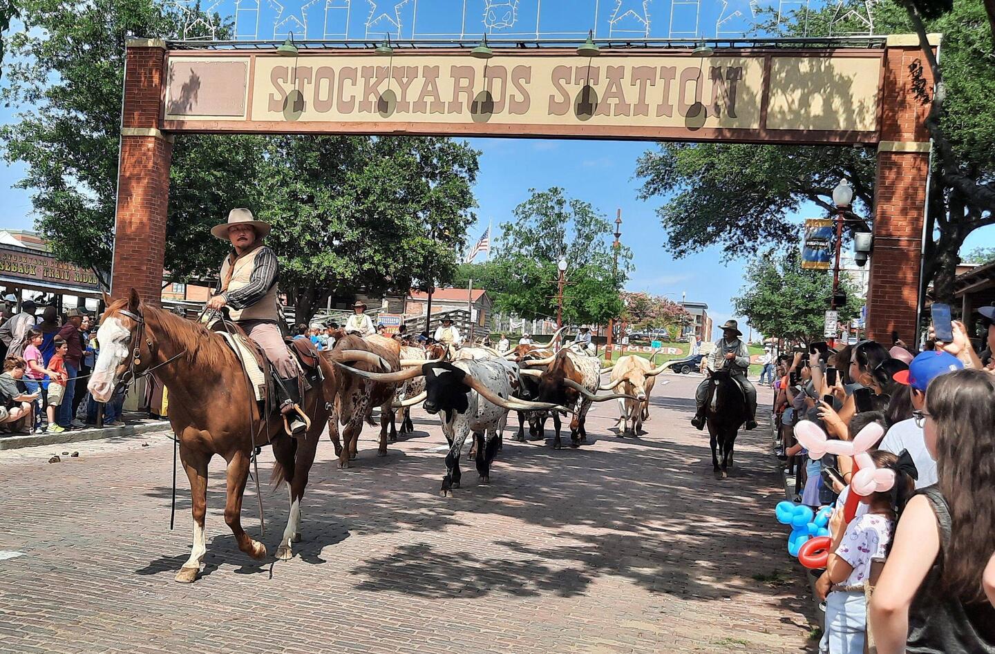 Twice daily, the cattle are walked through the main street of Fort Worth