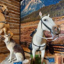 John Wayne's horse and dog from the TV show.