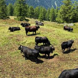 vaches d’Hérens et la reine bien au centre