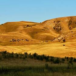 Kühe auf dem Heimweg im Sonnenuntergang