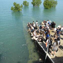 Aquascene fish feeding