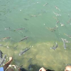 Aquascene - mostly mullet