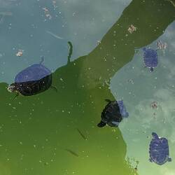 Schildkrötenfamilien