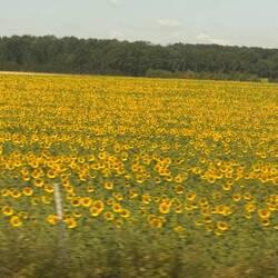 In 1991 we were amazed by the fields of sunflowers, we now know where the sunflower seeds come from