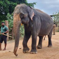 Pretty sure if he poked it with that stick, one of us would have jammed it up him arse 🤭