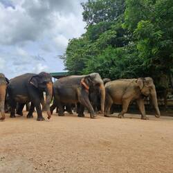 Off for their twice daily swim