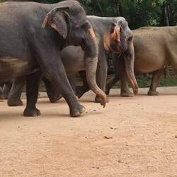 They are keen for their swim, they walk them through town to the river