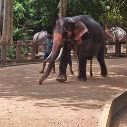 Seems only the aggressive males needed chains