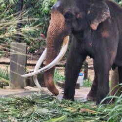 This big fella was 50 meters away, dude took my phone....took a photo then asked for $$$...silly man