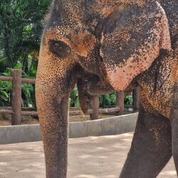 They only have little eys for such big animals