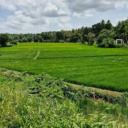 So green, look cool against the bush, Bet there's a few 🐍🐍 in there