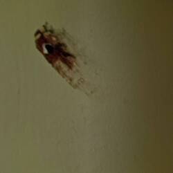 This little fucker nailed me last night 😡