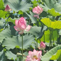 Frappé par la beauté de ces fleurs de lotus. Les fragiles pétales se décolorent avec le temps !