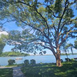 Avec des arbres remarquables (Osmanthus, Cèdres, Platanes, Ginkgo ...)