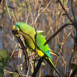 Peach-fronted parakeet