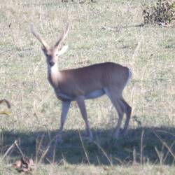 Pampas deer (viele bei Nacht gesehen)