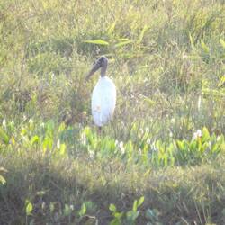 Wood stork