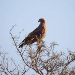 Savanna hawk