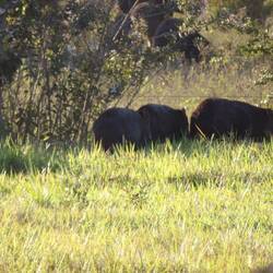 White - lipped peccary