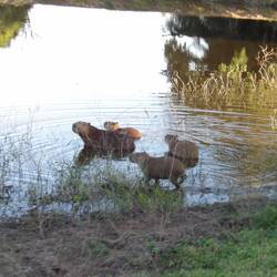 Capibaras