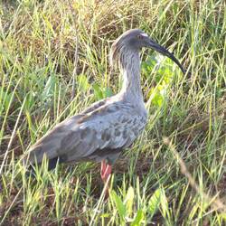 Plumbeous ibis