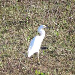 Snowy egret