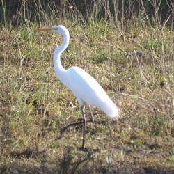 Great egret