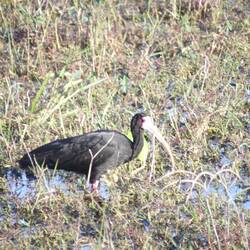 Bare- faced ibis