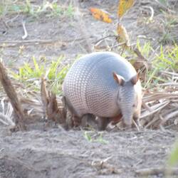 9-bändriges Gürteltier