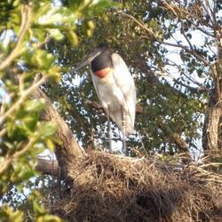 Jabiro stork