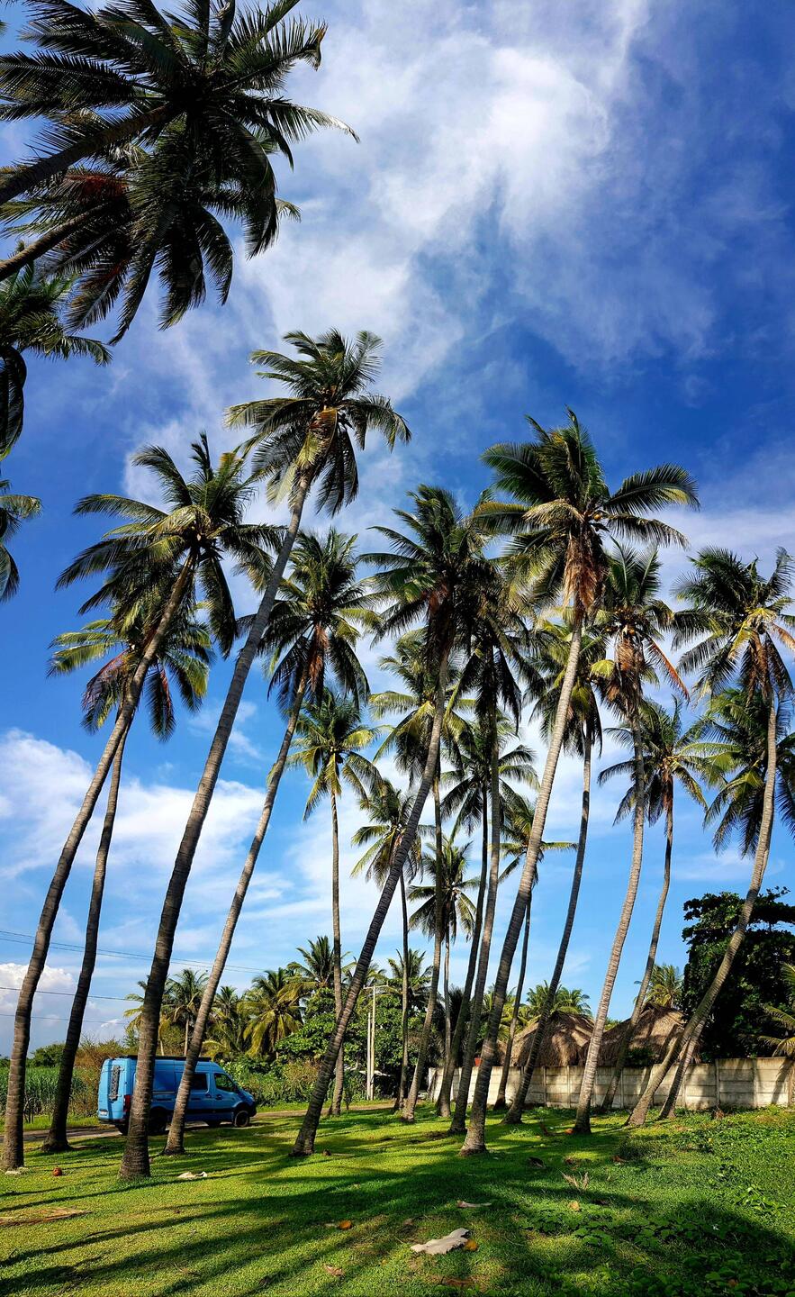 Playa las Hojas: camping under palm trees, right next to the beach.