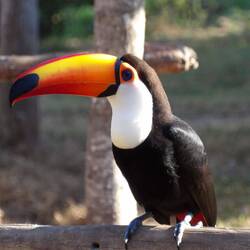 Toucan