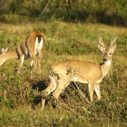 Pampas deer