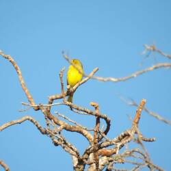 Saffron finch, male