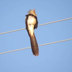Guira cuckoo