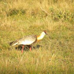 Buff-necked ibis