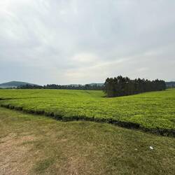Teeplantagen