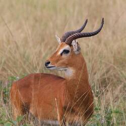 Uganda Kob