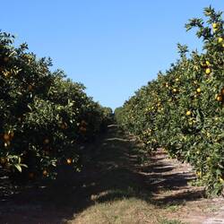 Kilometerlang geht es ausschließlich an Orangenplantagen...